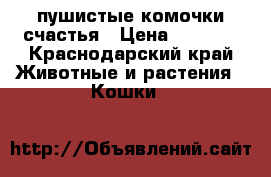 пушистые комочки счастья › Цена ­ 3 500 - Краснодарский край Животные и растения » Кошки   